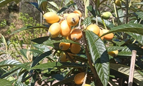 糖尿病能不能吃菜瓜-糖尿病人能菜瓜可以吗-专业糖尿病人吃菜瓜升血糖吗平台-糖尿病患者可以吃菜瓜吗